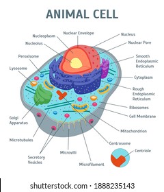 Featured image of post Cartoon Cell Membrane Drawing