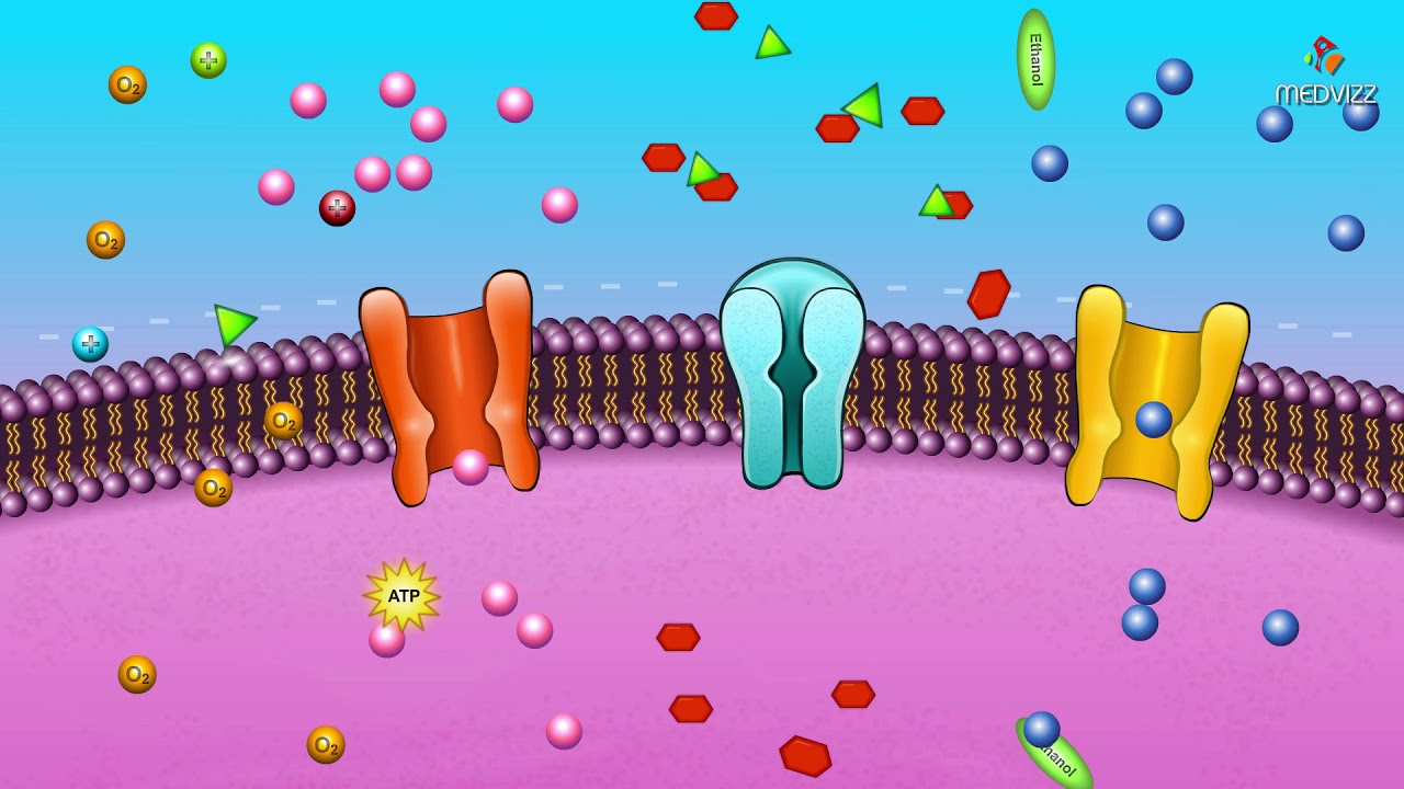 Featured image of post Cartoon Cell Membrane Gif