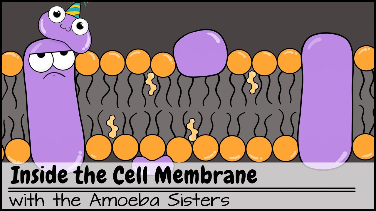 Featured image of post Cell Membrane Cartoon Character