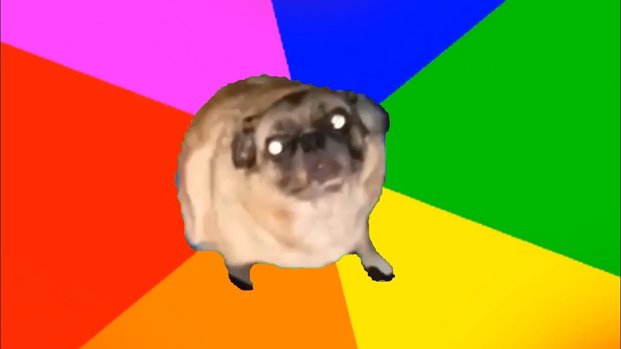 Featured image of post Dancing Pug Meme Gif