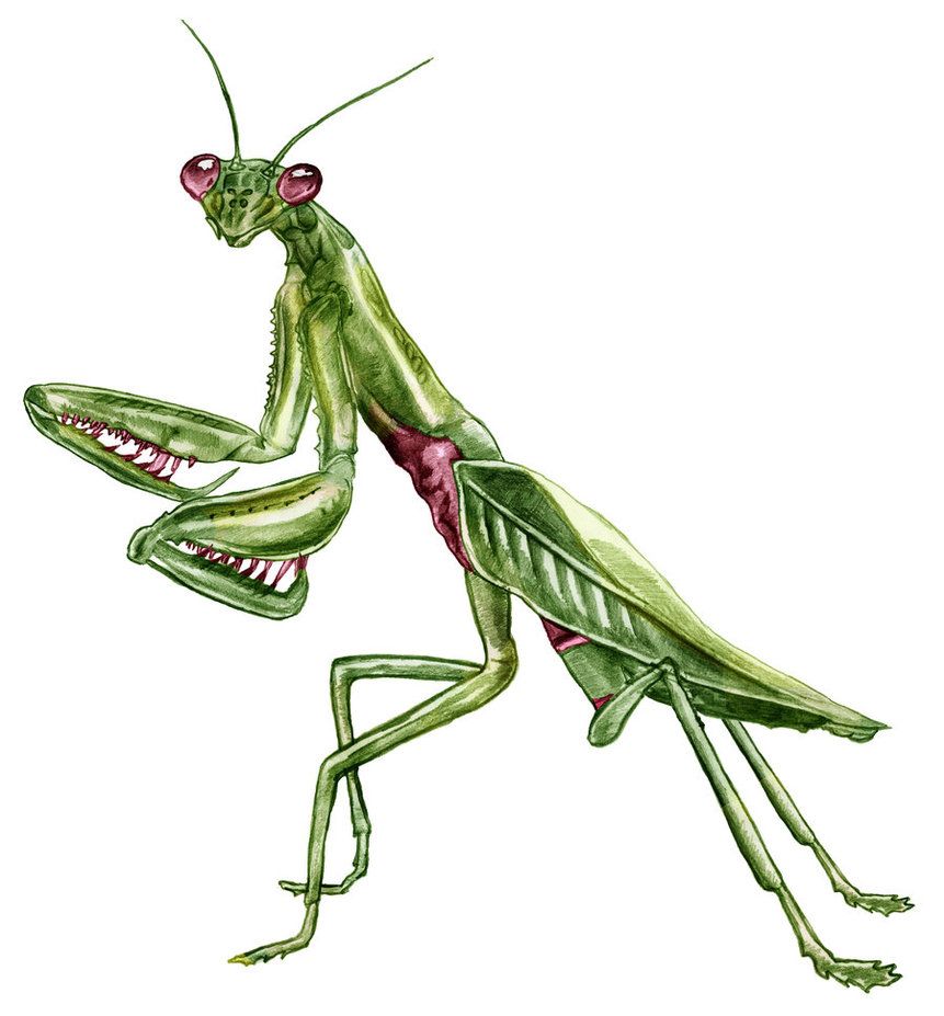 Featured image of post Praying Mantis Drawing Reference